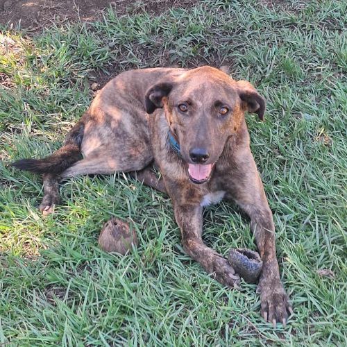 Haru abandonné il cherche sa nouvelle famille #1