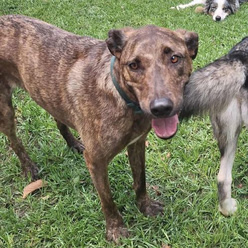 Haru abandonné il cherche sa nouvelle famille #8