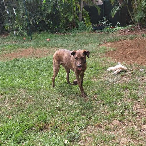 Haru abandonné il cherche sa nouvelle famille #10