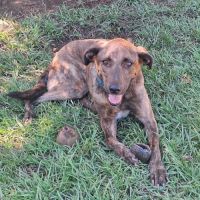 Haru abandonné il cherche sa nouvelle famille #1