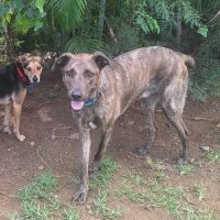 Haru abandonné il cherche sa nouvelle famille #2