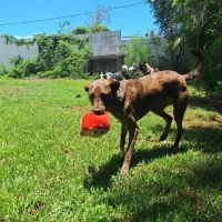 Haru abandonné il cherche sa nouvelle famille #5