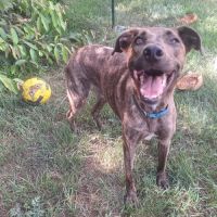 Haru abandonné il cherche sa nouvelle famille #6