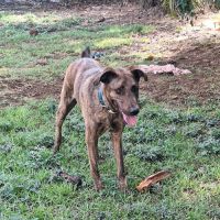 Haru abandonné il cherche sa nouvelle famille #7