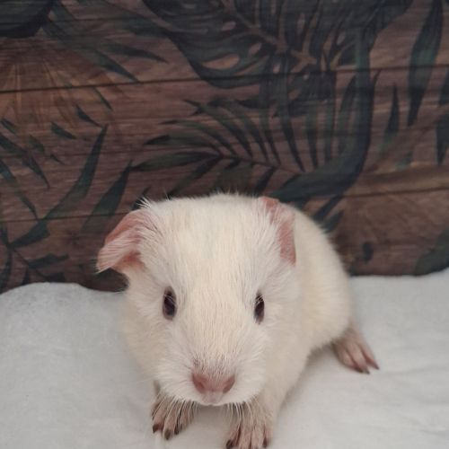 Bébé cochon d'inde male #1