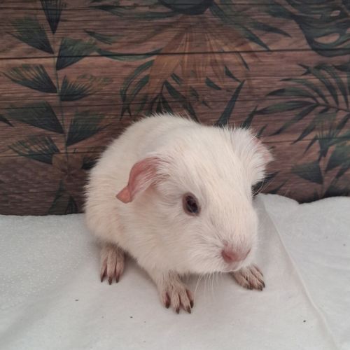 Bébé cochon d'inde male #2