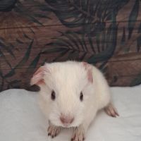 Bébé cochon d'inde male #1