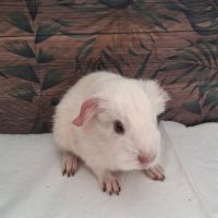 Bébé cochon d'inde male #2