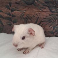 Bébé cochon d'inde male