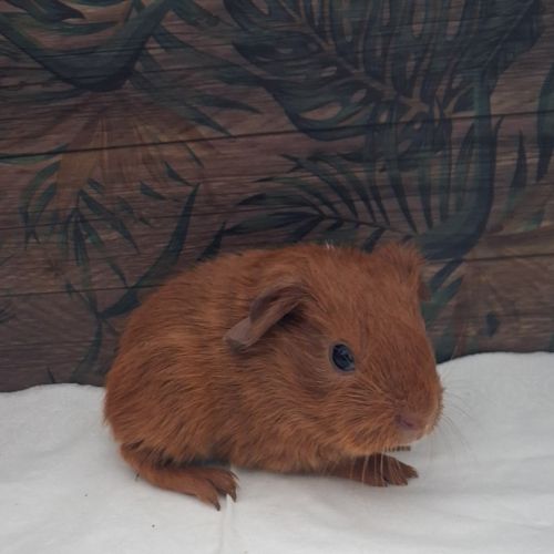 Bébé cochon d'inde #1