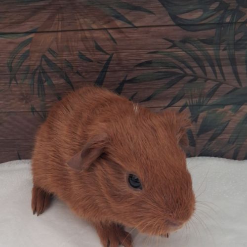 Bébé cochon d'inde