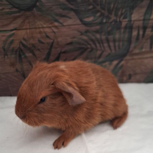 Bébé cochon d'inde #3