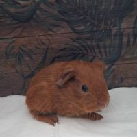 Bébé cochon d'inde #1