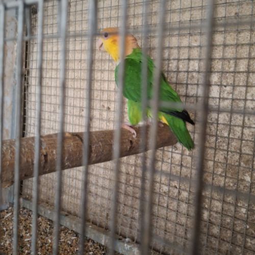 Caiques cuisse verte