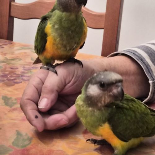 Caiques cuisse verte #3