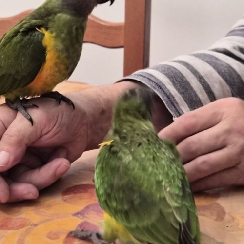 Caiques cuisse verte #4