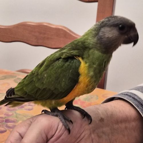 Caiques cuisse verte #5