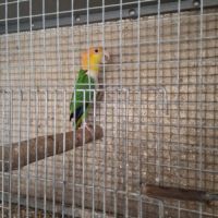 Caiques cuisse verte #2