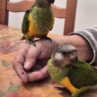 Caiques cuisse verte #3