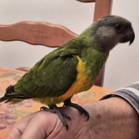 Caiques cuisse verte #5