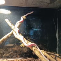 Pantherophis guttatus #1