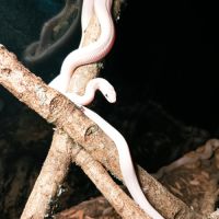 Pantherophis guttatus #0