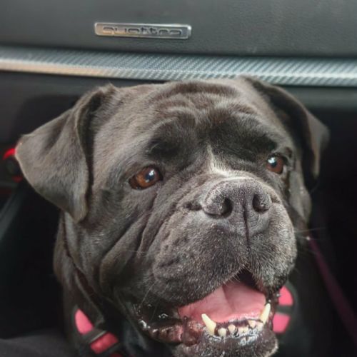 Femelle bulldog continental lof #0