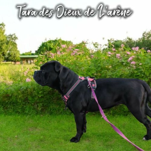 Femelle bulldog continental lof #4