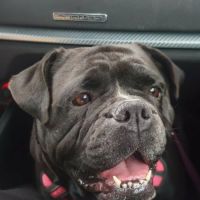 Femelle bulldog continental lof