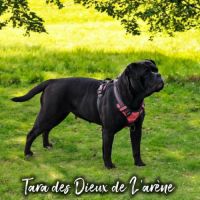 Femelle bulldog continental lof #2