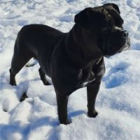 Femelle bulldog continental lof #3