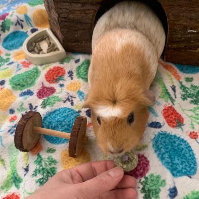 Duo de rex couronnées 2 femelles+matériel #1