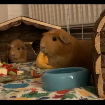 Duo de rex couronnées 2 femelles+matériel #2