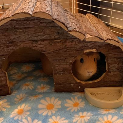 Duo de rex couronnées 2 femelles+matériel #4