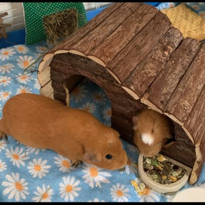 Duo de rex couronnées 2 femelles+matériel