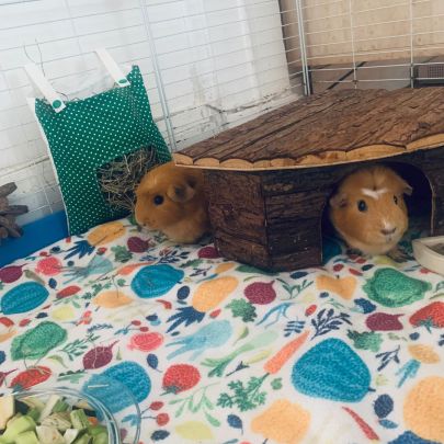 Duo de rex couronnées 2 femelles+matériel #6