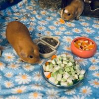 Duo de rex couronnées 2 femelles+matériel #3