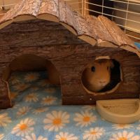 Duo de rex couronnées 2 femelles+matériel #4