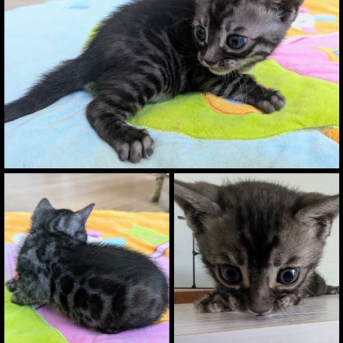 Chatons bengal loof