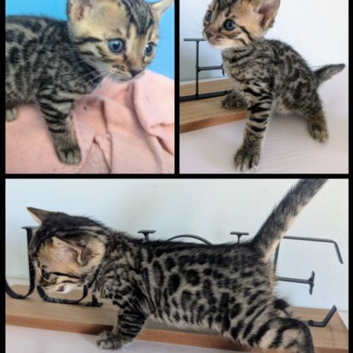 Chatons bengal loof #2