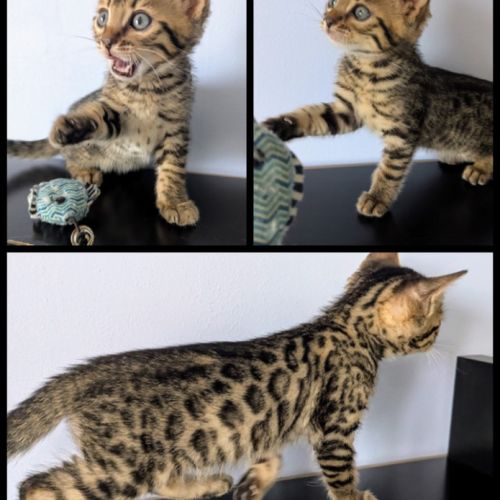 Chatons bengal loof