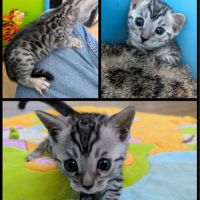 Chatons bengal loof #3