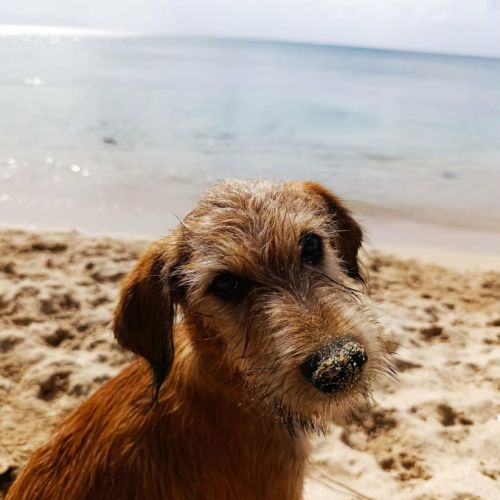 Vador l'adorable petit guerrier tripatte #1