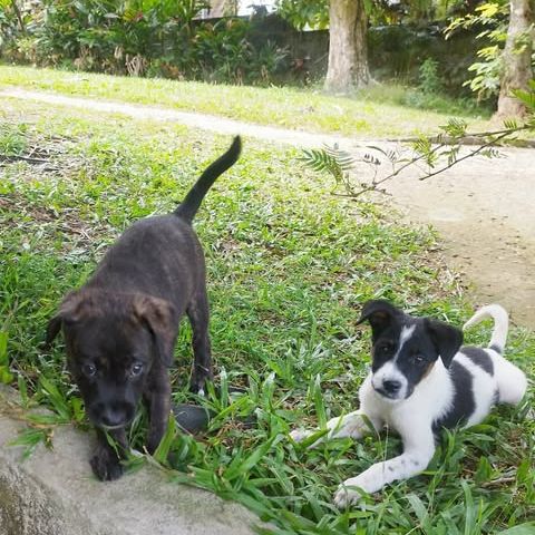 Vador l'adorable petit guerrier tripatte #9