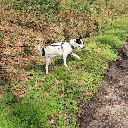 Vador l'adorable petit guerrier tripatte #15