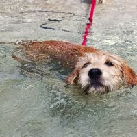 Vador l'adorable petit guerrier tripatte #5