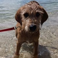 Vador l'adorable petit guerrier tripatte #6