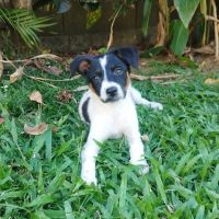 Vador l'adorable petit guerrier tripatte #8