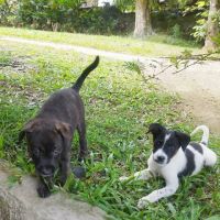 Vador l'adorable petit guerrier tripatte #9