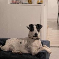 Vador l'adorable petit guerrier tripatte #11